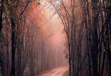 奥地利运动员斩获耀眼成绩，喜讯频传